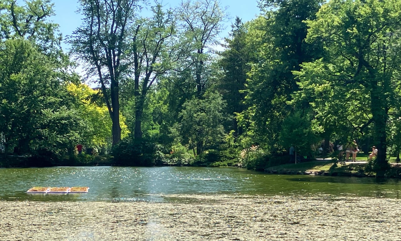 Trees surround a small body of water with a few objects floating in it.