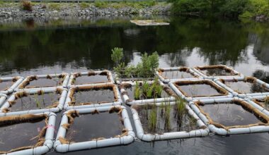 Why Halifax is putting floating wetlands in some bodies of water this summer