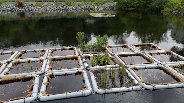 Why Halifax is putting floating wetlands in some bodies of water this summer