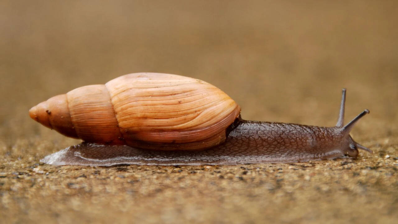 Hawaii: In 1955, Hawaii released a cannibal snail to control another invasive snail, but the predator instead helped push the islands’ rare native tree snails toward extinction