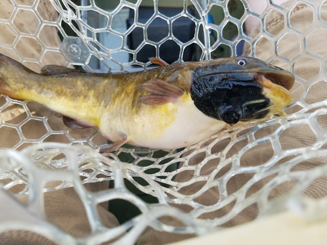 bullhead catfish with black colour and lump on head
