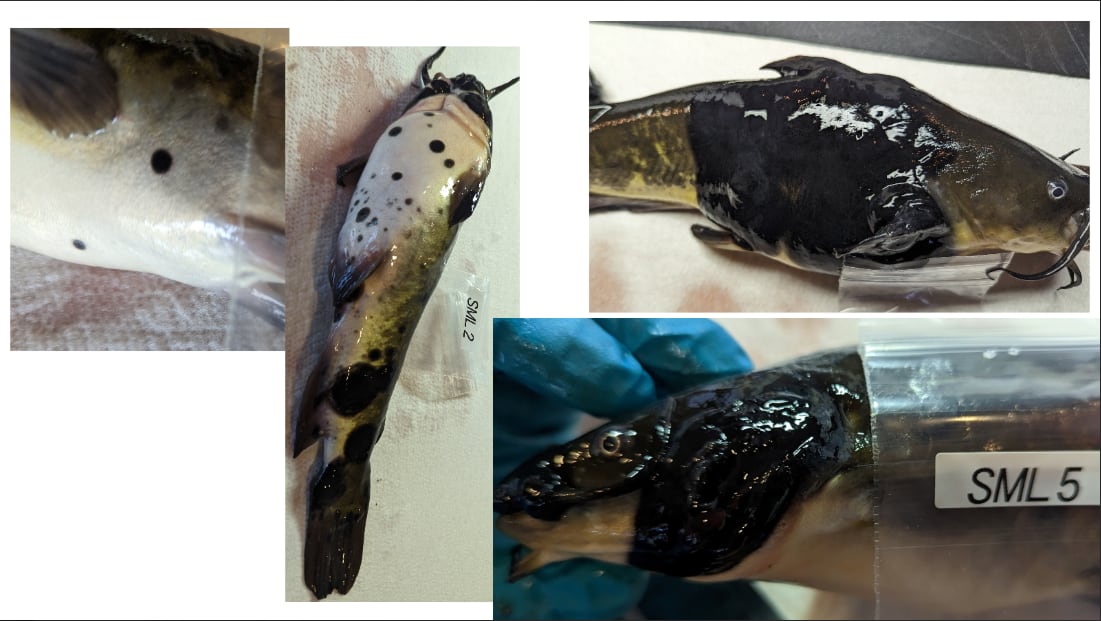 Catfish with black spots