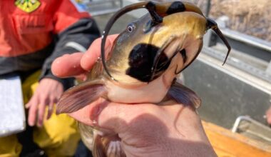 'Rare' contagious cancer found in fish from Quebec and U.S. lakes