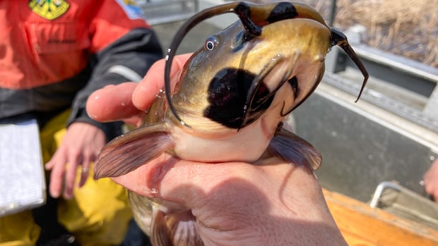 'Rare' contagious cancer found in fish from Quebec and U.S. lakes