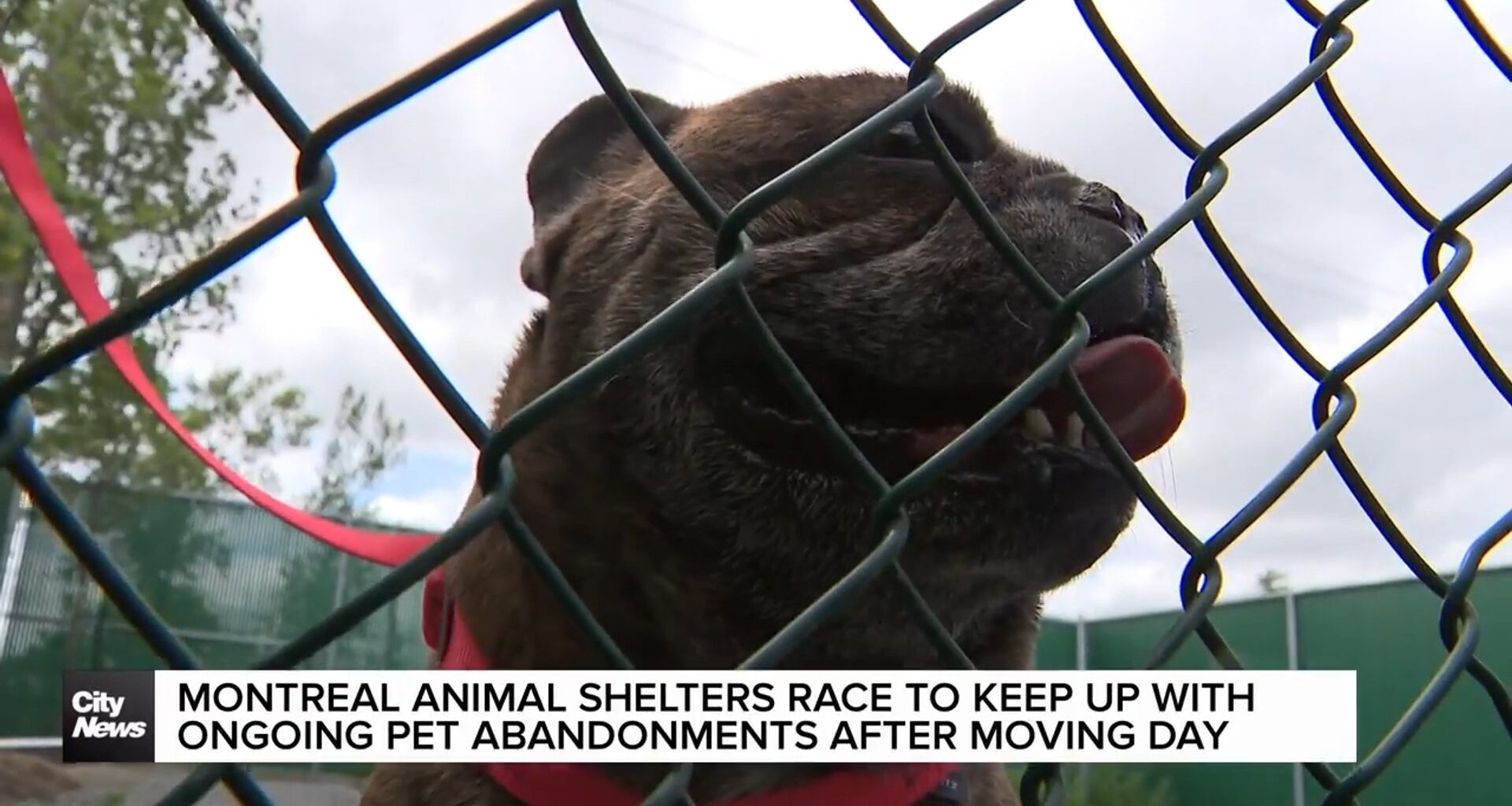 Montreal animal shelters contend with high numbers of pet abandonments
