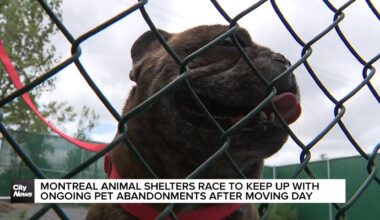 Montreal animal shelters contend with high numbers of pet abandonments