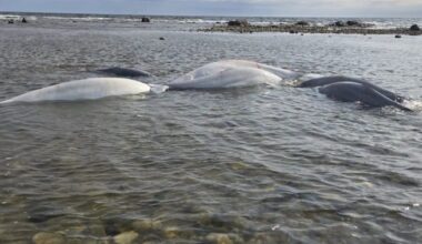 Conservation officers help seven beached beluga whales in Manitoba