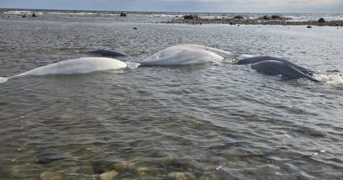 Conservation officers help seven beached beluga whales in Manitoba