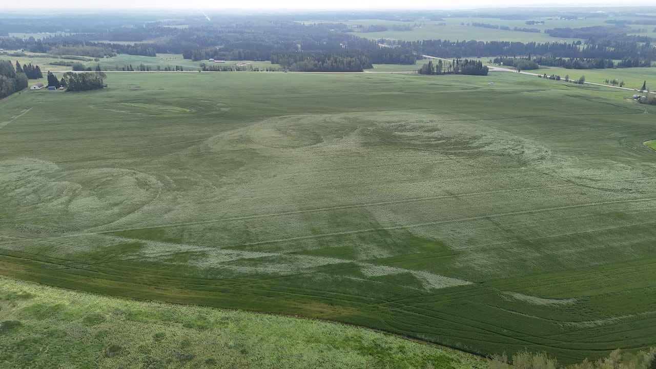 Swirl marks over crops caused by tornadic winds.