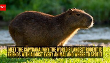 Meet the capybara: Why the world's largest rodent is friends with almost every animal and where to spot it