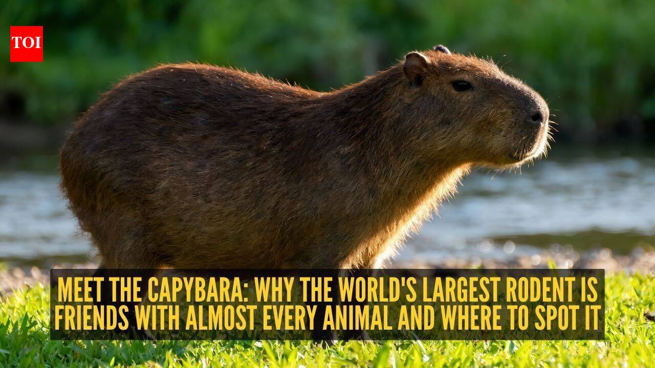 Meet the capybara: Why the world's largest rodent is friends with almost every animal and where to spot it