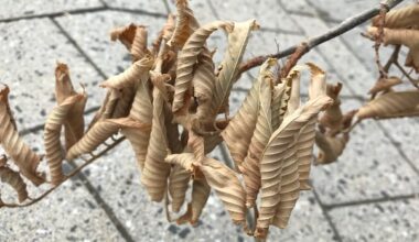 Tree with Dutch elm confirmed in Edmonton’s Calder neighbourhood