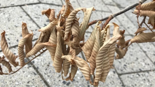 Tree with Dutch elm confirmed in Edmonton’s Calder neighbourhood