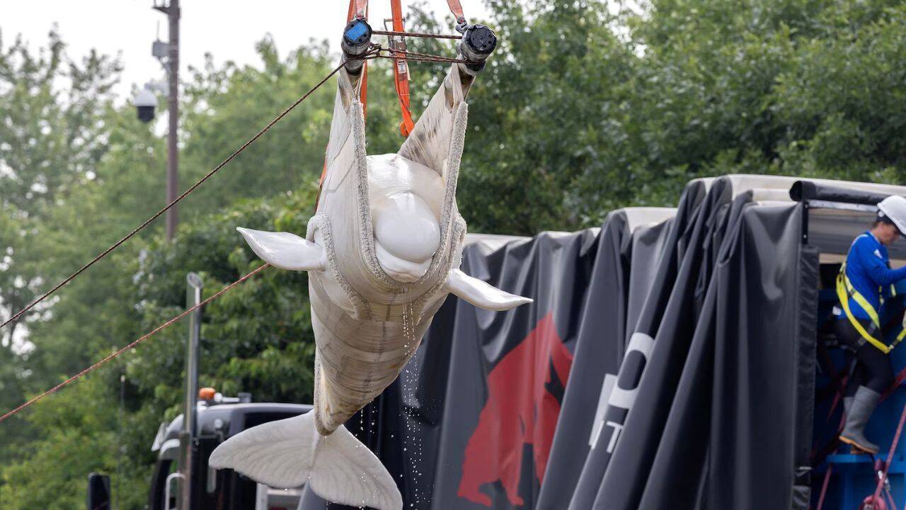 Canada Beluga Whales Relocation: Historic relocation of 30 beluga whales begins from closed Canada's Marine park