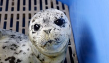 Abandoned newborn seal pup rescued on shoreline of Metro Vancouver island