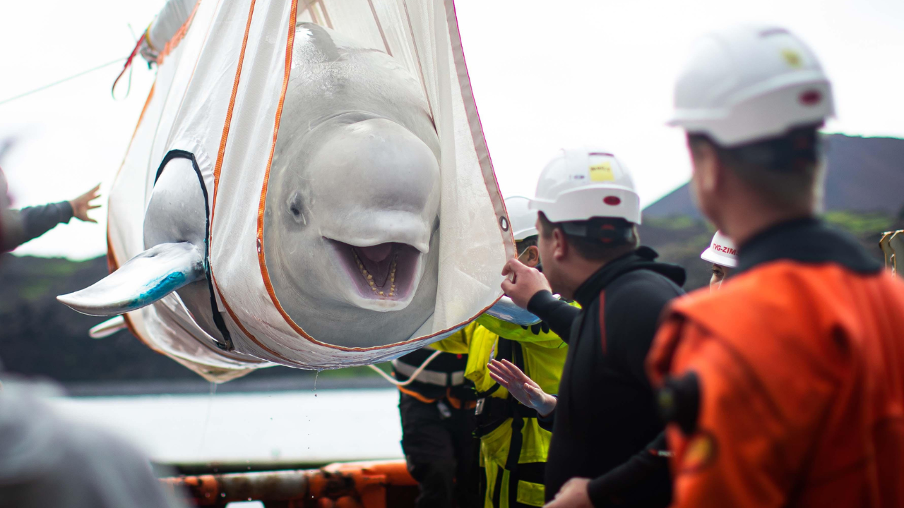 World's biggest marine mammal rescue begins in Canada as 30 beluga whales are relocated from shuttered Marineland after euthanasia fears | World News