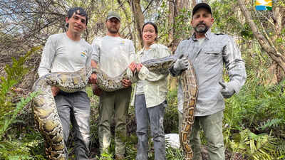 Florida scientists used female Burmese pythons as live lures to find invasive males in the Everglades, but 3 million camera-trap photos produced only four python detections