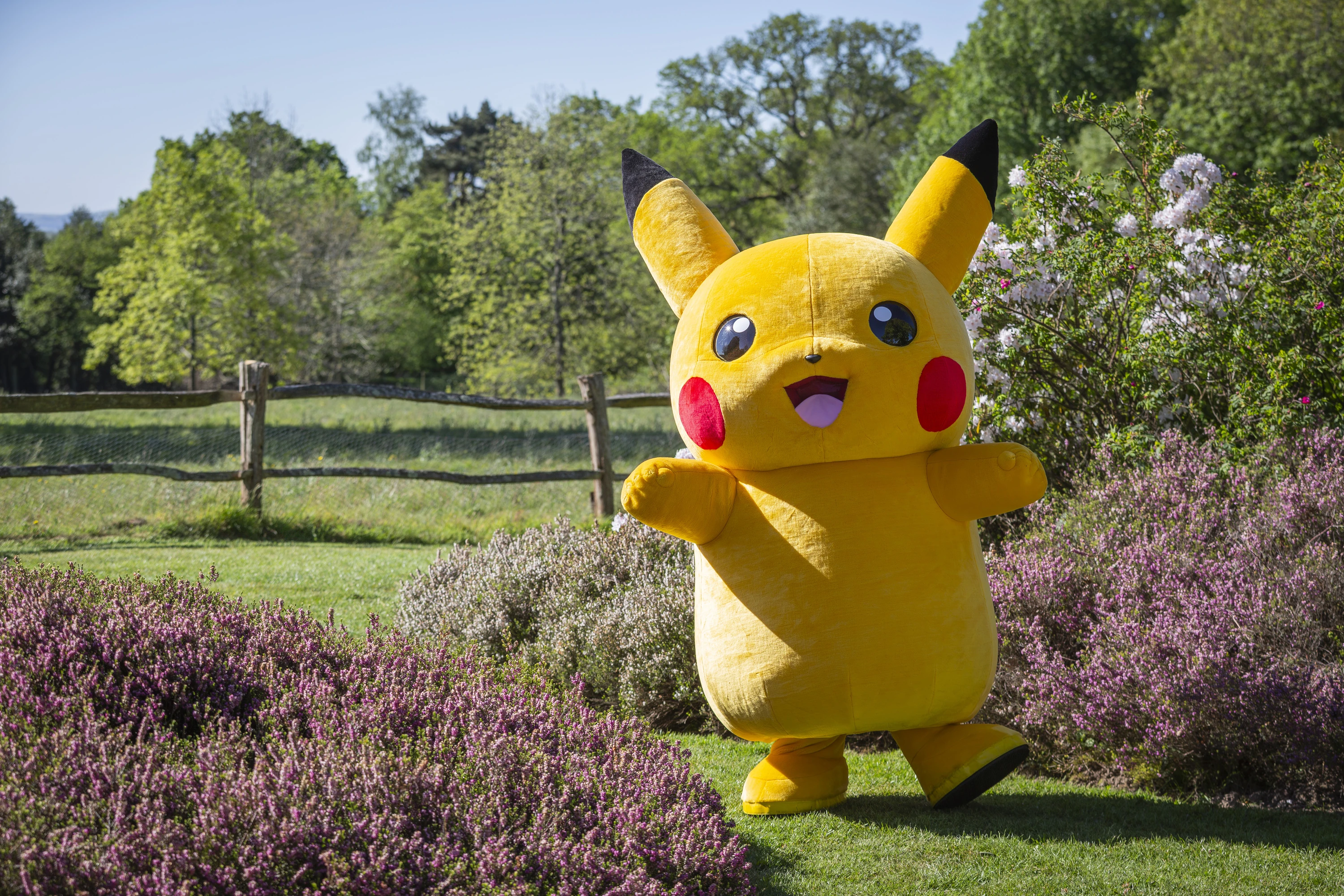 Pikachu at Nyman's Garden, April 2026
