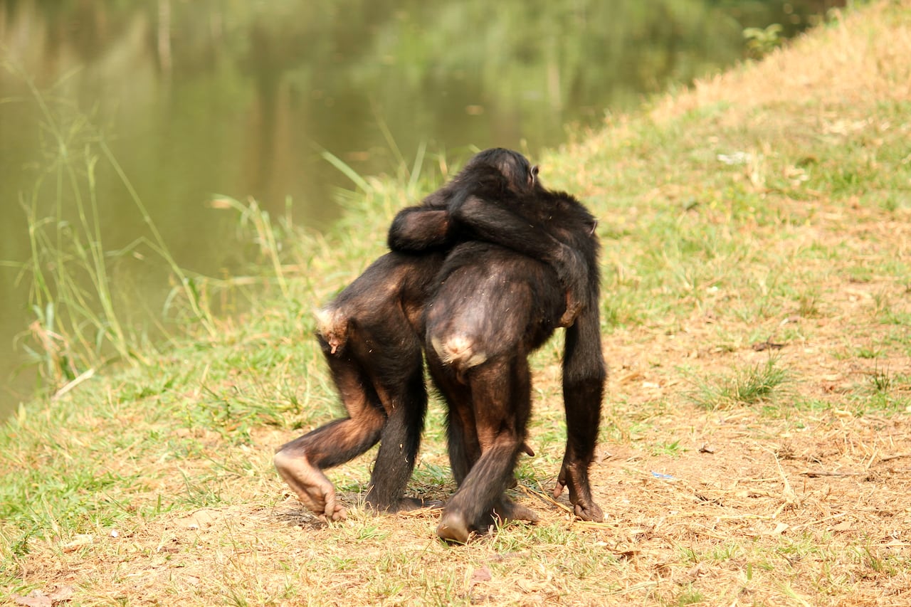 Two small primates, pictured from behind, walking with their arms around each other's shoulders.