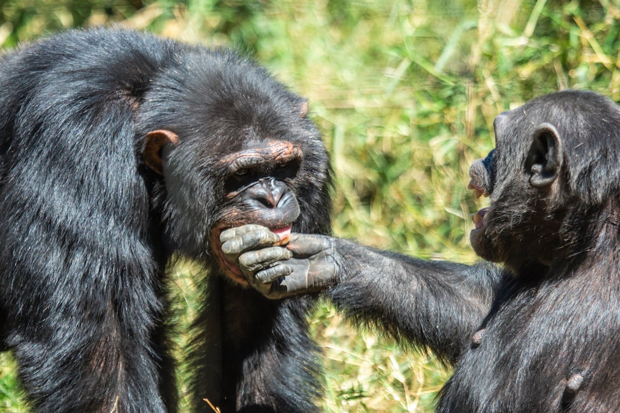 A large chimpanzee bits the hand of a smaller one, who holds her arm up willingly