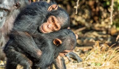 Great apes avoid conflict by hugging and kissing each other