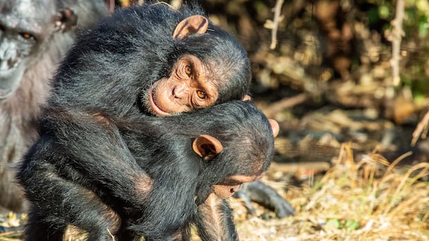 Great apes avoid conflict by hugging and kissing each other