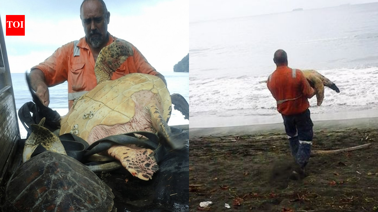 In 2015, two men bought live sea turtles from a Papua New Guinea food market and set them free instead of letting them become food | World News