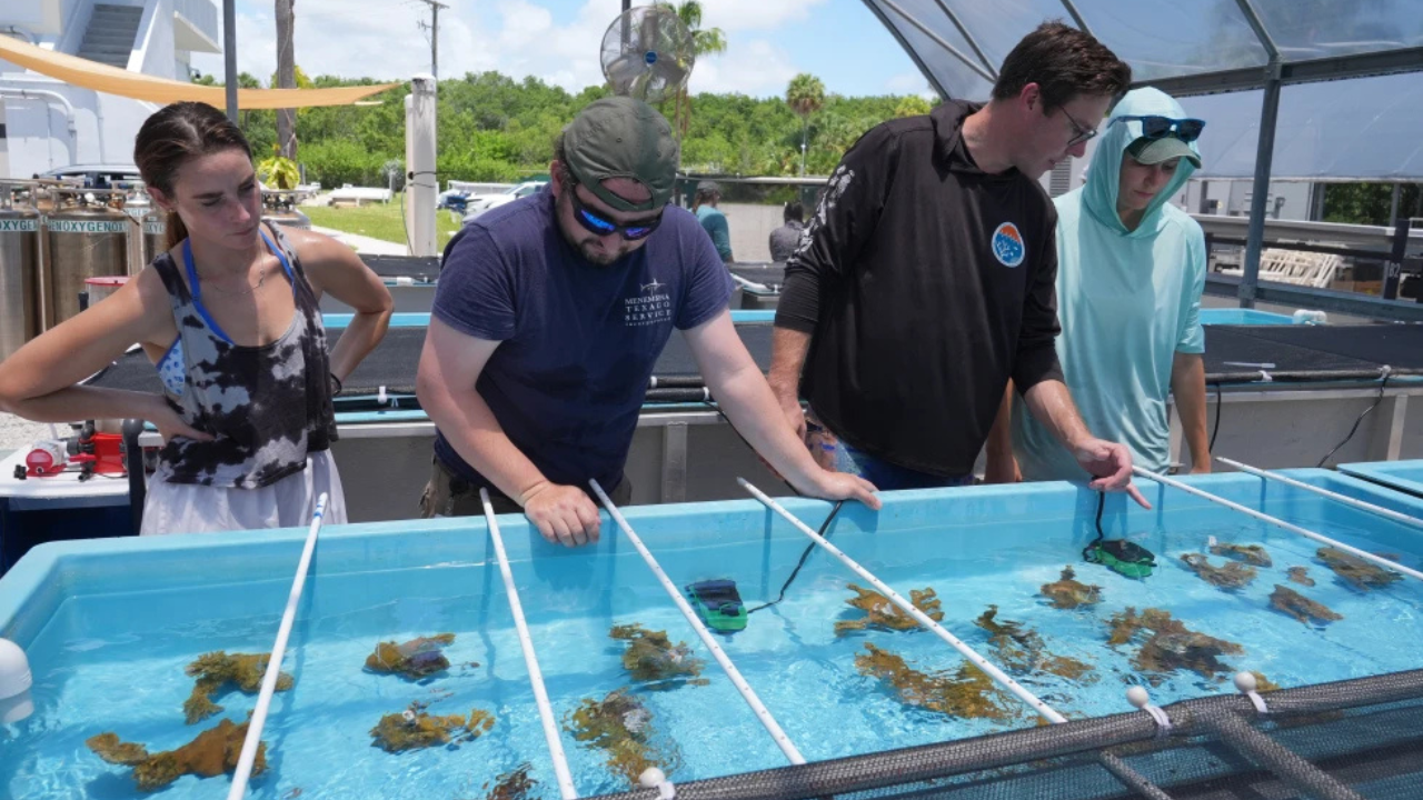 Florida scientists bring endangered elkhorn coral ashore fearing another heatwave could drive it to extinction