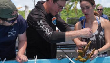 Florida scientists bring endangered elkhorn coral ashore fearing another heatwave could drive it to extinction | World News