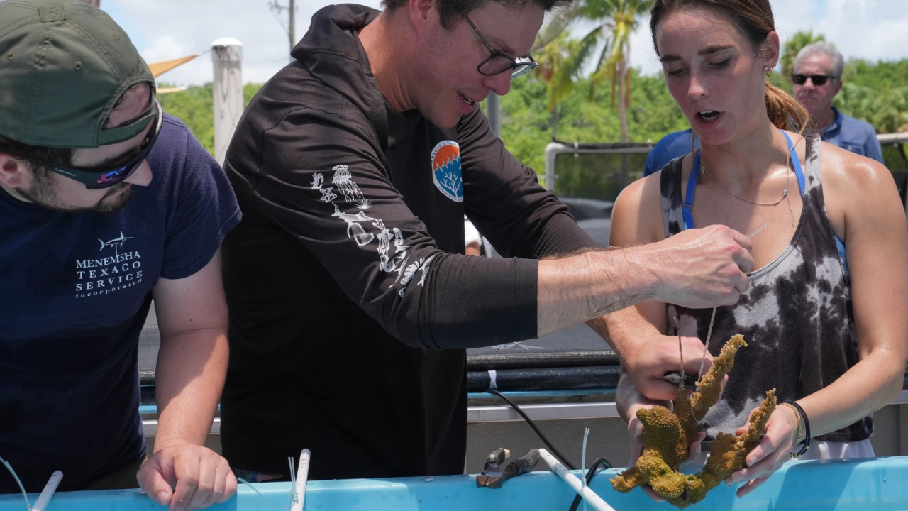 Florida scientists bring endangered elkhorn coral ashore fearing another heatwave could drive it to extinction | World News
