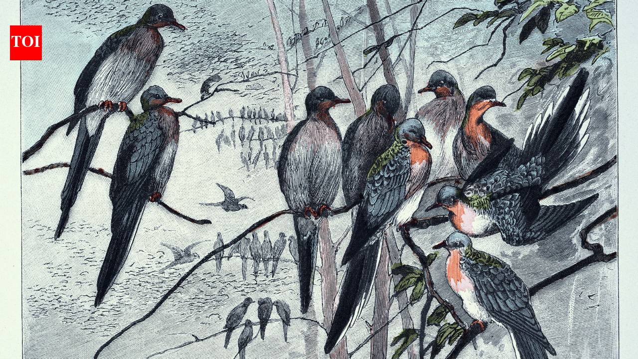 Passenger Pigeon Extinction: In 1914, the passenger pigeon disappeared after once filling North American skies, becoming one of history’s greatest wildlife losses
