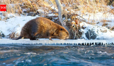 Arctic: Climate change is making Beavers expand into Canada's Arctic, where their dams are changing the landscape