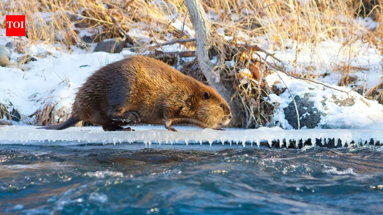 Arctic: Climate change is making Beavers expand into Canada's Arctic, where their dams are changing the landscape