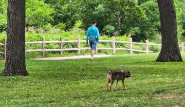 Cities may be going too easy on coyotes, researcher says