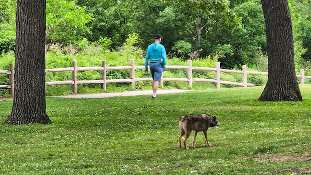Cities may be going too easy on coyotes, researcher says