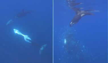 Orcas filmed smashing sunfish to smithereens