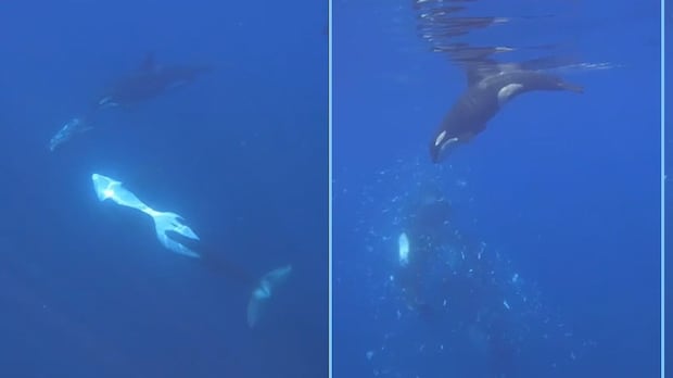 Orcas filmed smashing sunfish to smithereens