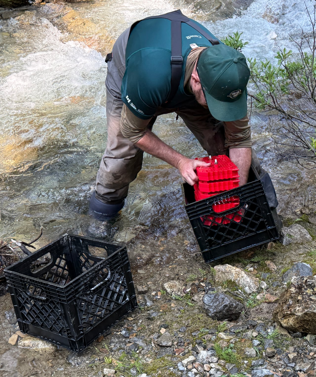 A man lowers red trays into a black milk crate while standing in a river.