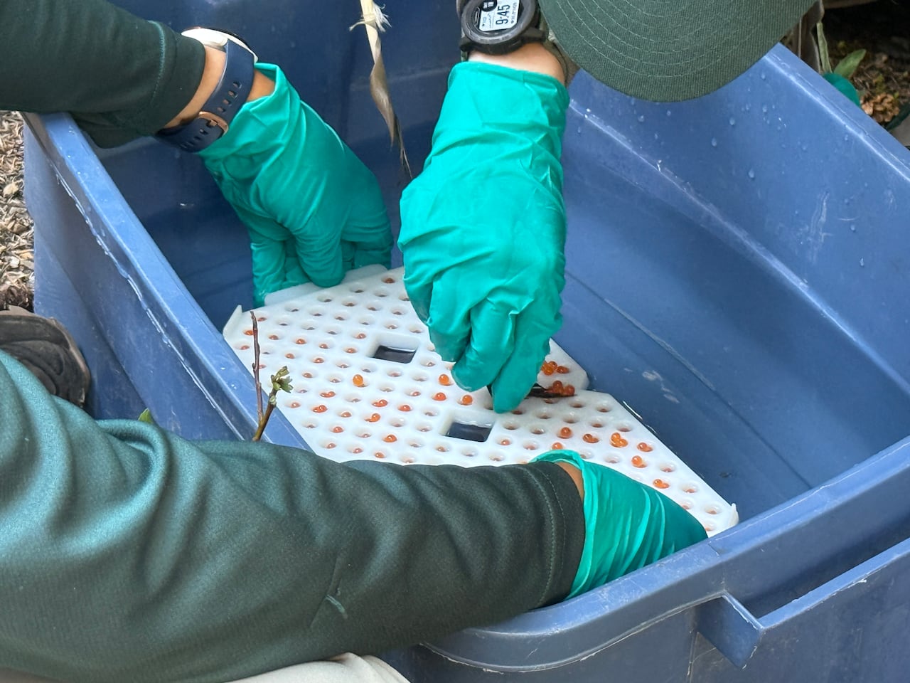 People use a turkey feather to move westslope cutthroat trout eggs.