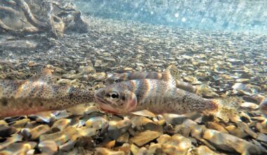 Parks Canada works to protect threatened westslope cutthroat trout