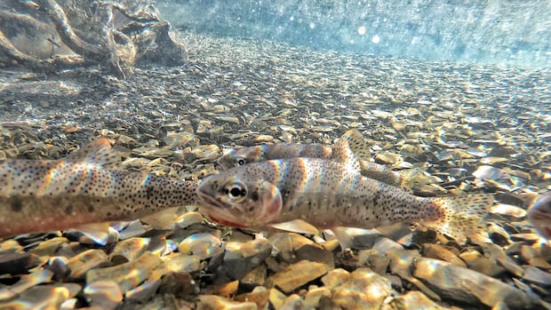 Parks Canada works to protect threatened westslope cutthroat trout