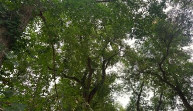 Tree branches in the sky