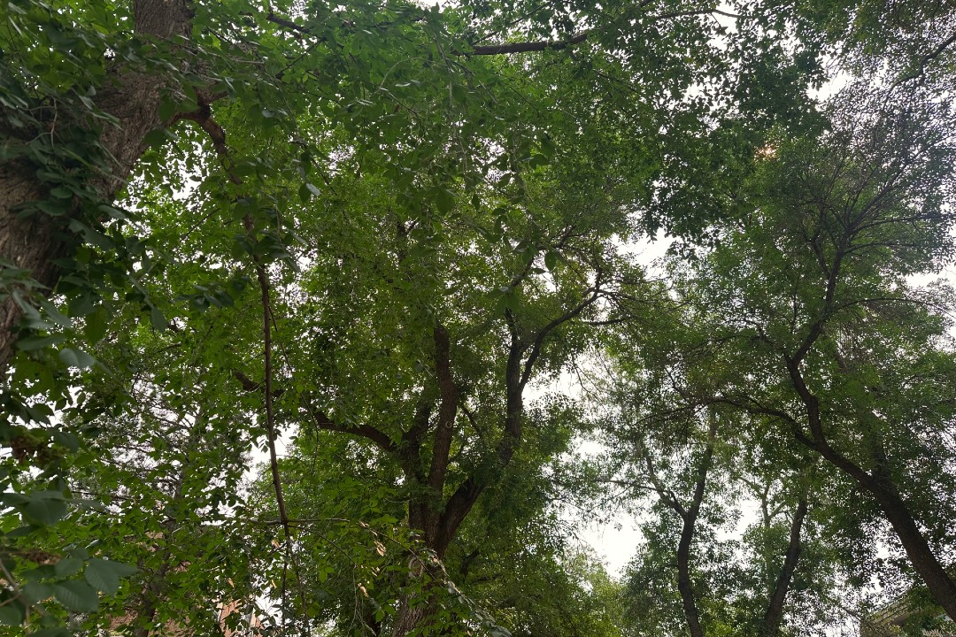 Tree branches in the sky