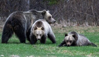 Parks Canada charges hikers after grizzly bear run-in with off-leash dog in Banff National Park