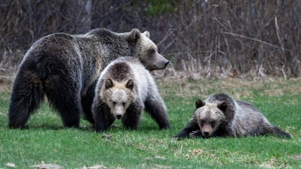 Parks Canada charges hikers after grizzly bear run-in with off-leash dog in Banff National Park