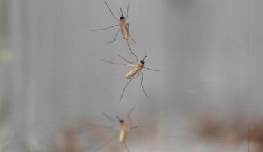 Edmonton has 15 times more mosquitoes now than at same time last year, city scientist says