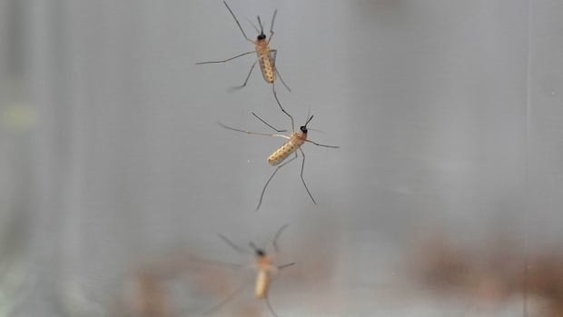 Edmonton has 15 times more mosquitoes now than at same time last year, city scientist says