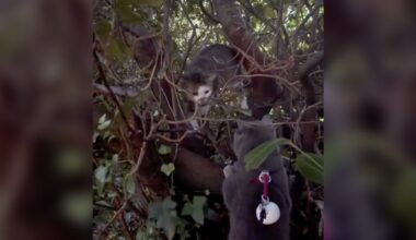 Cat On A Walk With Family Starts Frantically Meowing — And Cracks A 2-Month Mystery