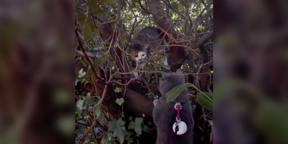 Cat On A Walk With Family Starts Frantically Meowing — And Cracks A 2-Month Mystery