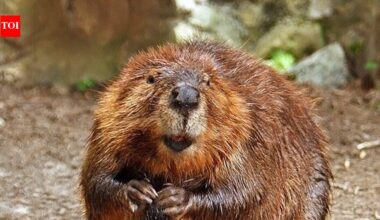 North American beavers in sub-Antarctic Chile are doing more than flooding forests; they are turning riparian land into methane-spewing wetlands |
